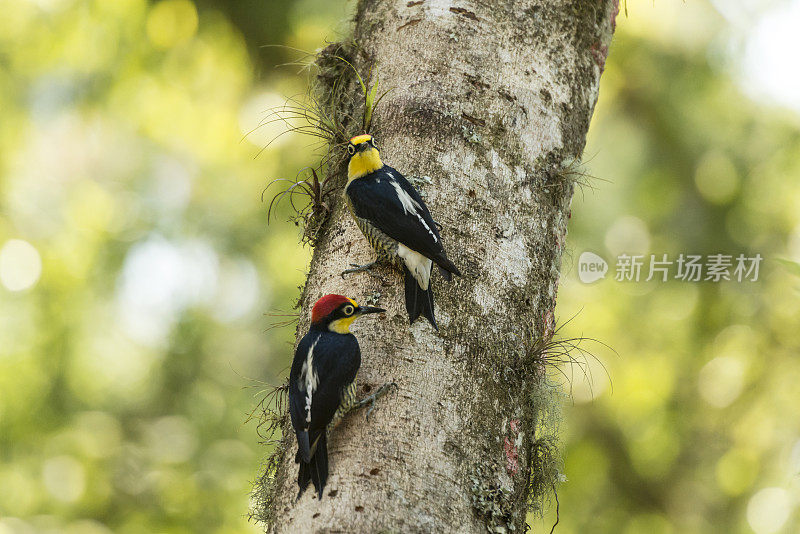 黄额啄木鸟(Melanerpes flavifrons)